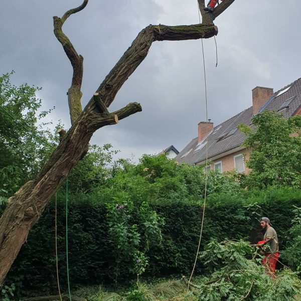 Abattage et élagage - La Serre Outil