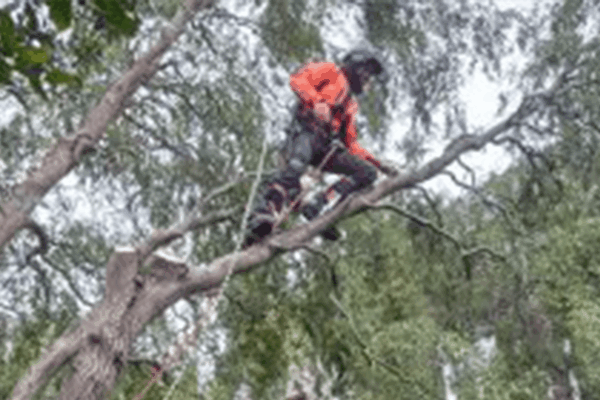 emploi elagage arbres jeunes jardiniers