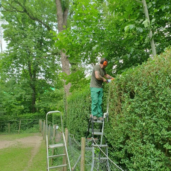 Taille des haies - La Serre Outil